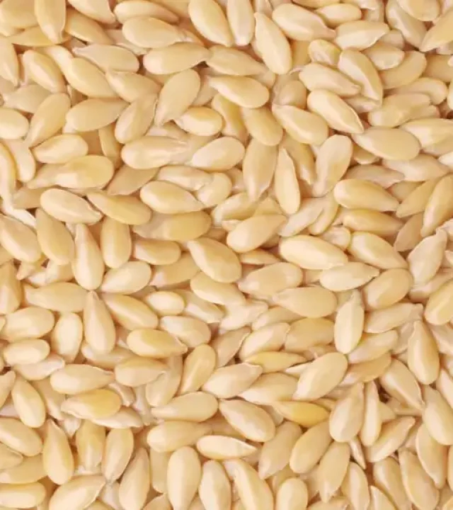 craftwave-export-product-sesame-seeds